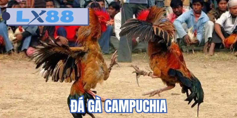 Đá gà Campuchia