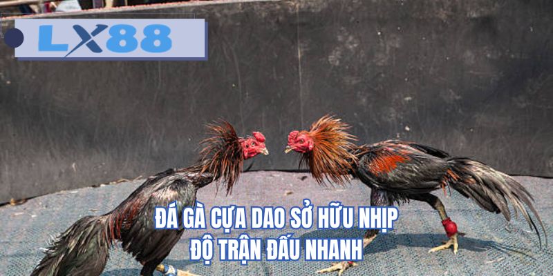 Đá gà cựa dao sở hữu nhịp độ trận đấu nhanh