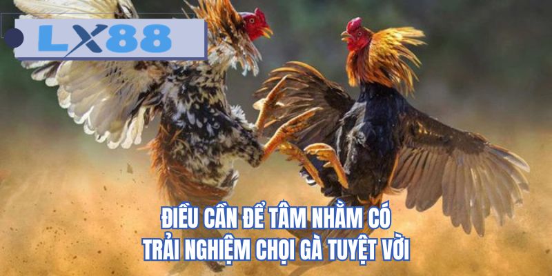 Điều cần để tâm nhằm có trải nghiệm chọi gà tuyệt vời