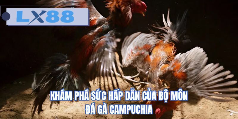 Khám phá sức hấp dẫn của bộ môn đá gà Campuchia