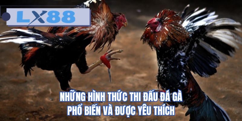 Những hình thức thi đấu đá gà phổ biến và được yêu thích