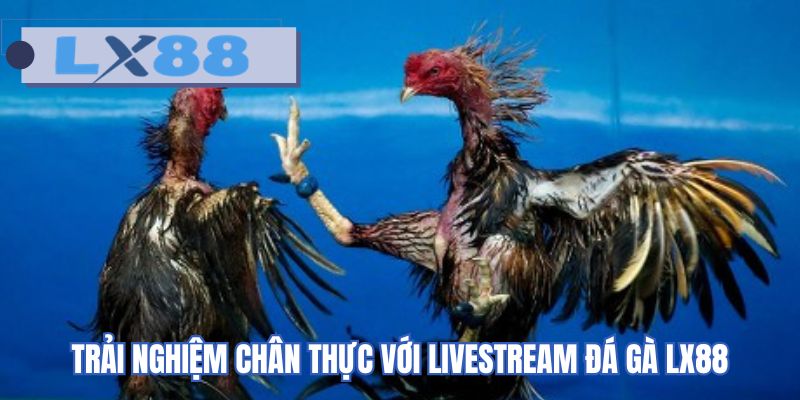 Trải nghiệm chân thực với livestream đá gà LX88